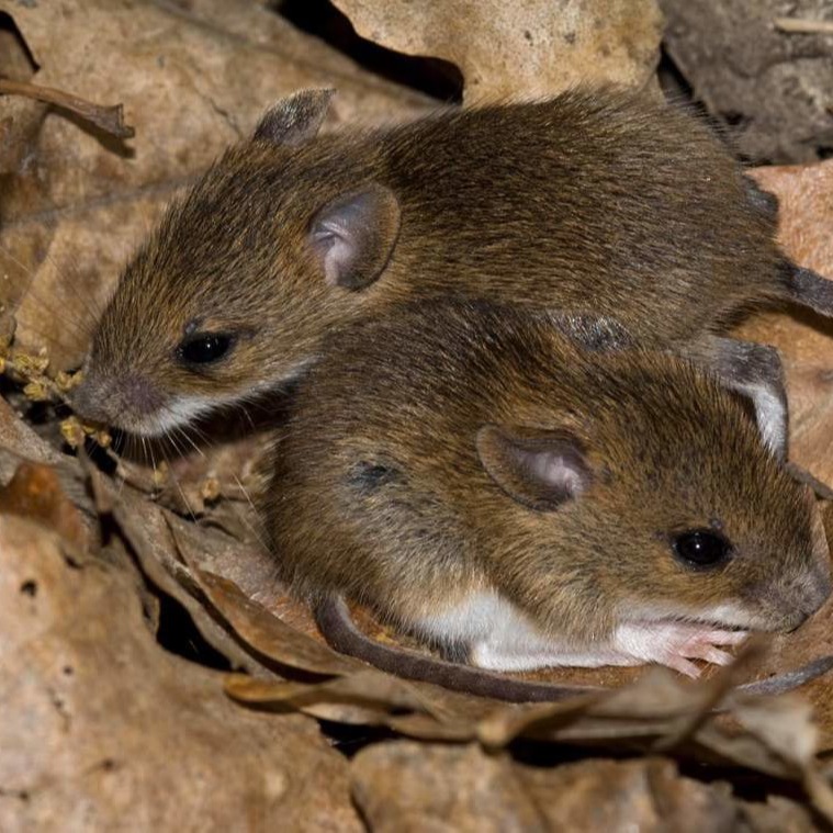 Уничтожения мышей в частном доме в Элисте?